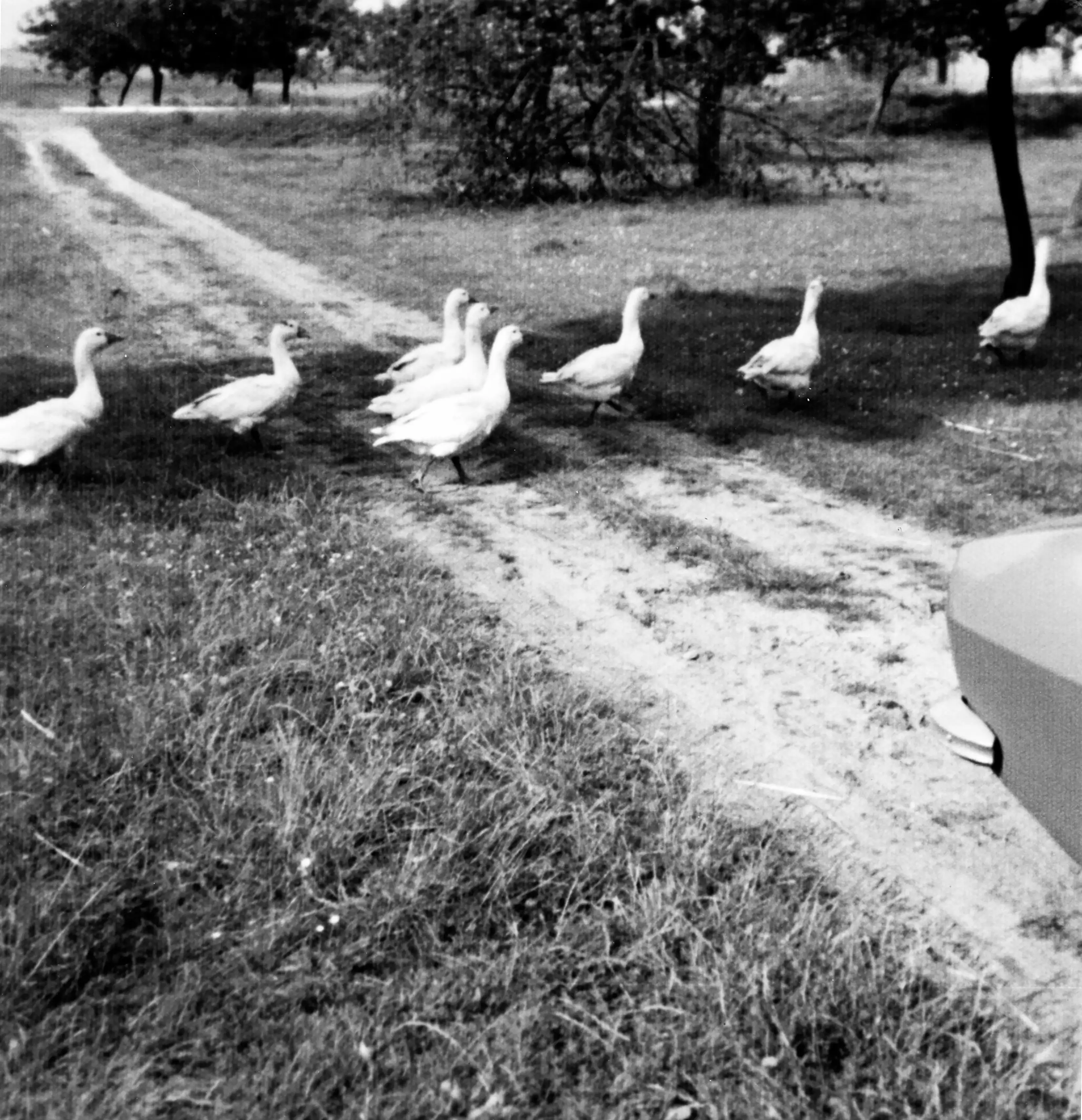 Fantazja — photographie 6, Pologne, noir et blanc