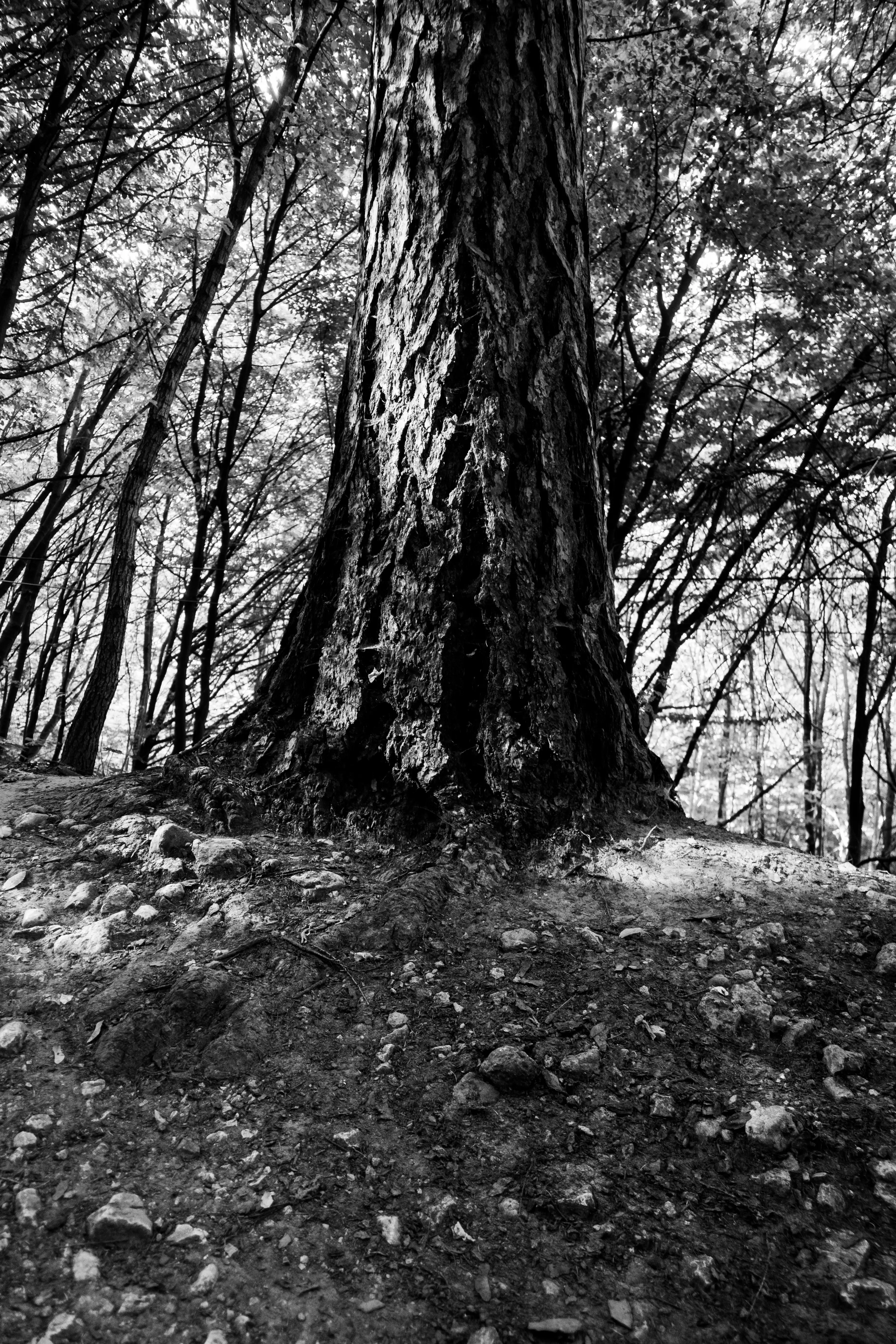 Fantazja — photographie 8, Pologne, noir et blanc
